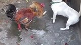 狗子：要不是铲屎的在，我就把你的毛扒光！