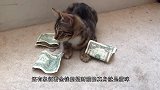 女子收养了只流浪猫，以后每天门口都会出现钞票，一查监控不得了