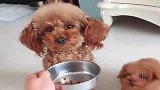 家里就剩最后一口粮，泰迪果断让给弟弟，事情不简单