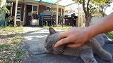 原来不是只有橘猫才可以吃成肥猫 英国短毛猫也可以