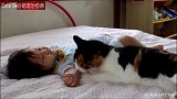 猫咪与孩子们相处的温馨瞬间，也太温柔了吧！
