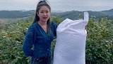 开口松子，太好吃了吧