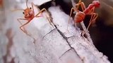 红火蚁已入侵传播至我国12个省份