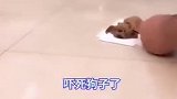 把狗狗吓一跳
