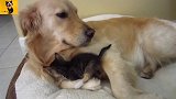3周大的小奶猫，成为金毛猎犬的孩子！狗狗很贴心的照顾着猫咪