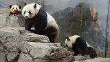 淘气的熊猫贝贝不停咬妈妈的“黑色坎肩”，把妈妈都气走了