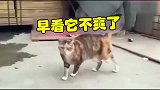 猫咪：黑狗，你那几个小伙伴今天没来啊轮到我揍你了
