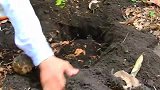 猴子波莉入土为安，请安息吧