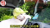 主人给猫戴上了轻便的生菜帽子 纯天然绿色产品 猫心情略感沉重