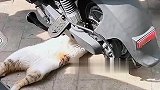 不好意思，误会你了猫师傅