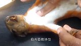 小松鼠不幸触电晕厥，男子为小松鼠做心肺复苏，结局让人感动
