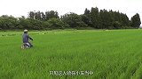 不可思议的骑乘式开沟机