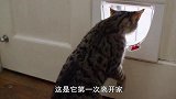 我们无法验证猫咪是否喜爱我们，而他们却演变成更加可爱的宠物