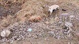 拉拉和金毛掉进臭水沟，像黑泥鳅一样，居然还嘲笑掉进沟渠的土狗