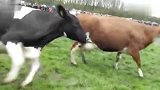 旅游-德国奶牛也疯狂 草原上举办赛跑比赛