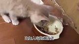 猫怎么判断是尿路感染，猫咪尿路感染的信号