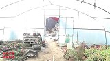 比赛用粘土做多肉,同学们做的各有千秋,谁的最好看?