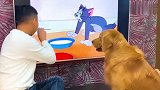 网红金毛轮胎和爸爸在家一起看电视，结果汪星人又被骗了，太逗了