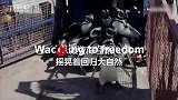 麦哲伦企鹅康复后 被释放回大自然