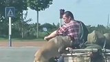 主人红灯停车，狗子下车遛弯