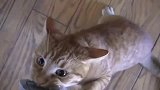 狸花猫：交出小鱼干！不然朕就不客气了
