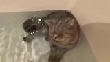 狸花猫：看什么呢！没见过猫咪泡澡吗