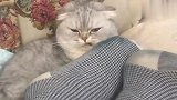猫咪被主人的臭脚熏到面部扭曲，再加上这个配音，实在太搞笑了！