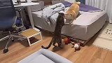 狗子和猫在家里打起来