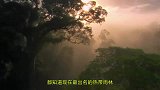 我国云南最漂亮的森林，号称“东方亚马逊”，不比的昆仑仙境差