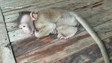 孤儿猴大哭，它需要关心哦