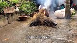 大叔做“烤牛头”，先用火烤皮毛，再剥皮去骨，邻居闻味来蹭饭