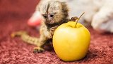 俄罗斯出现世界最小灵长类动物 猴宝出生时如手指大小