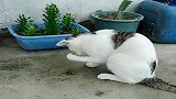 猫子在花盆旁边发现了一只虫子，硬是把虫子折磨死了！