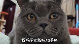 《菠小萝的操心喵生》第15集，我要上网。