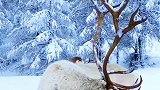 最适合看雪的景点，一起邂逅冬天的第一场雪吧！