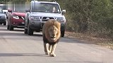 克鲁格公园的狮子：雄狮不断巡逻，狮群借此捕猎野牛