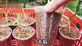 阳台上用编织袋种植西葫芦，一个袋子可收获10斤重，让你瓜结不停