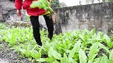 在家也能做大厨, 丫丫在家做冒菜土豆，配上牛肉，太美味了