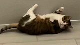 狸花猫别人家的猫都是吃可爱长大的，我家可能是炮仗转世了！