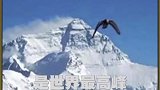 你知道喝茶也能喝醉吗?还有哪些你不知道的冷知识?