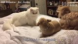 站都站不稳的小橘猫，跑来撩大狗：我可爱吗？下一秒憋住别笑