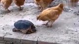 母鸡不停的啄乌龟，乌龟忍无可忍终于出手