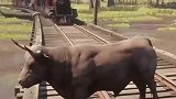 哪里来的牛？和火车撞上了！拍视频咋不把它救下来？