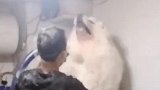 大哥这是在给狗洗澡，我还以为是在弹棉花，这狗狗的也太可爱了