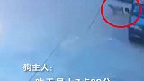 广西玉林，一面包车突然开门将狗钩走，狗主人悬赏三万元寻狗