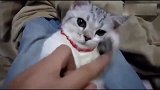 小奶猫被主人戏逗很无奈，最后实在忍不了开始反击了，太萌了!