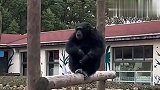 动物园猩猩与游客机智互动，要不是人类进化早，现在在动物园的就是我们了