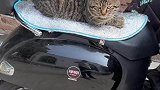 电动车格外吸引猫喜欢，趴在上边一动不动