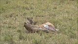 花豹捕猎梅花鹿，花鹿转身就想遛，被豹子直接锁喉咬瘫在地！
