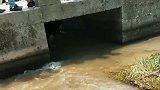 牛为了逃命跑到了桥底下，杀牛不杀耕地牛，这头牛太可怜了